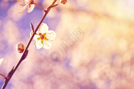 春天的白色樱花树复古instagram图片图片
