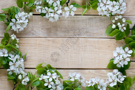 天然木质背景与白花果树图片