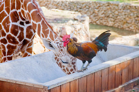 公鸡和长颈鹿从同一个水槽喝水图片