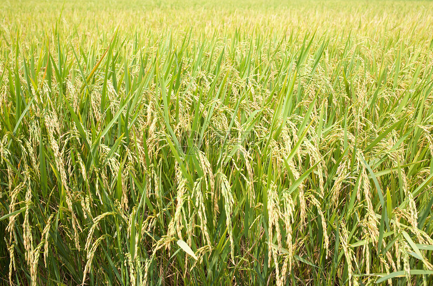 泰国田里的水稻图片