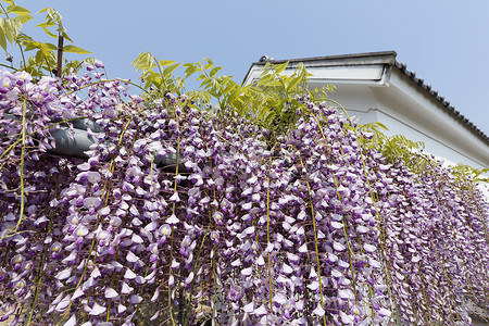 紫维斯特利亚花朵与图片