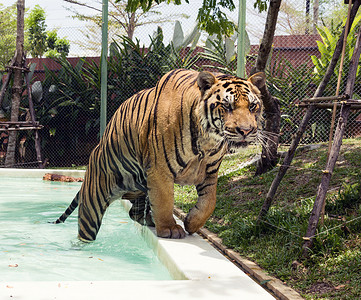 老虎从水池里出来图片
