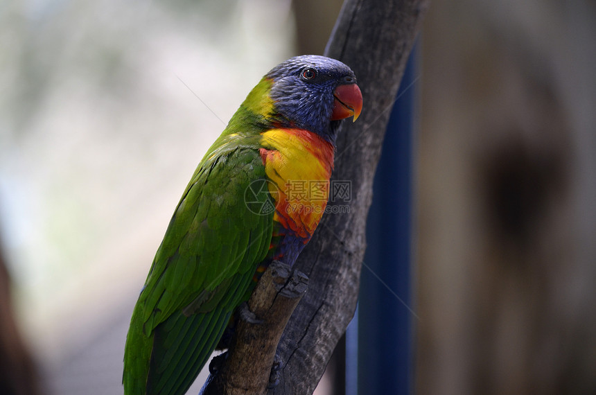 这是彩虹澳洲鹦鹉的侧视图图片