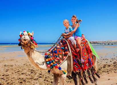 在埃及海滩上骑骆驼的旅图片