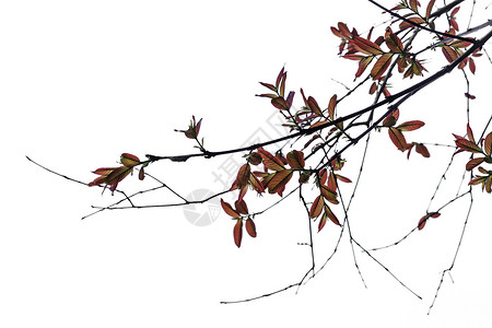 春天的树叶和树叶图片
