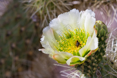在亚利桑那州的沙漠仙人掌上有一朵美丽的白图片