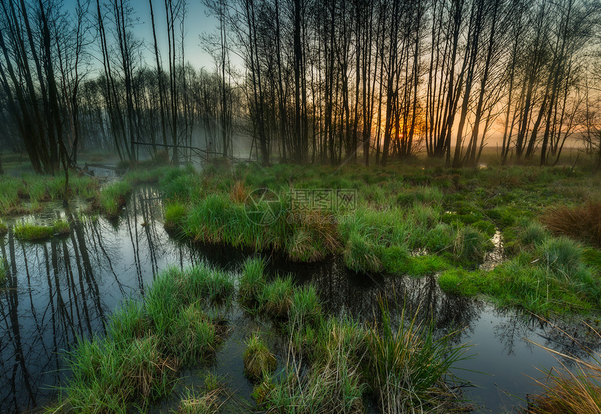 美丽的日出在雾的湿地图片