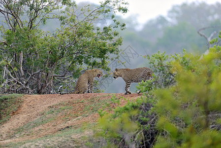 斯里兰卡岛上的野生豹高清图片