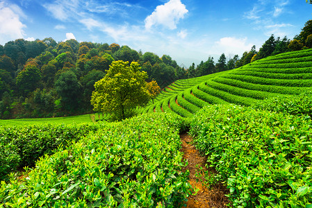 蓝天下的茶园图片