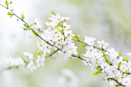 春天美丽的樱桃树上的白色花图片