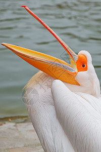长着橙色喙的白鹈鹕图片