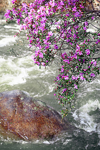 巴古鲁斯植被花瓣高清图片