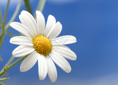 花园里的白菊花与蓝图片