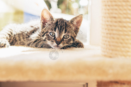 躺在毛巾表面躺着的可爱蓝眼小猫看着镜头在室内放松时刻图片
