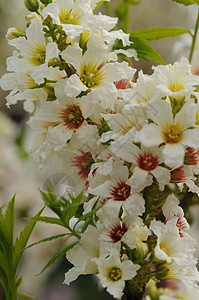 有白花的开花树枝春天的概念图片
