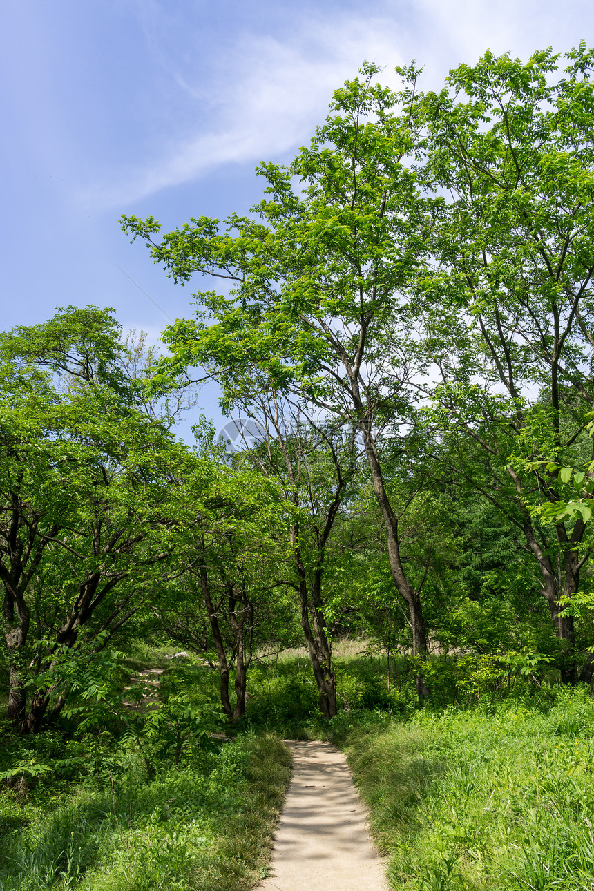 徒步在南韩的恒河山林景色上图片