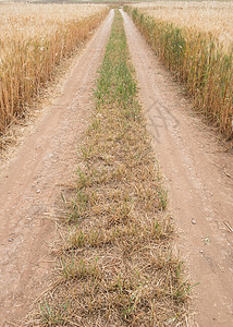 春季末通过黄金小麦田的单一车道直径公图片
