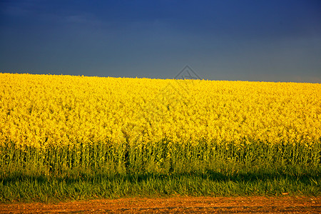 荞麦黄花盛开的田野图片