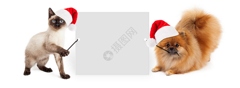 暹罗小猫和博美犬戴着红色圣诞老人帽图片