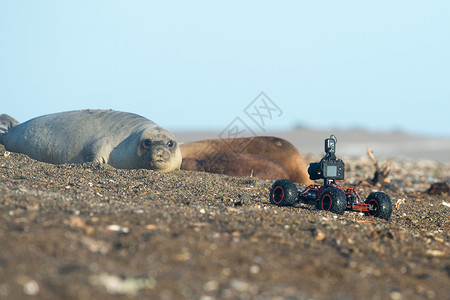 在海滩拍摄海狮时带相机的无线电控制车高清图片