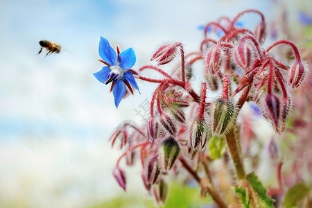 蜜蜂飞向琉璃苣花图片