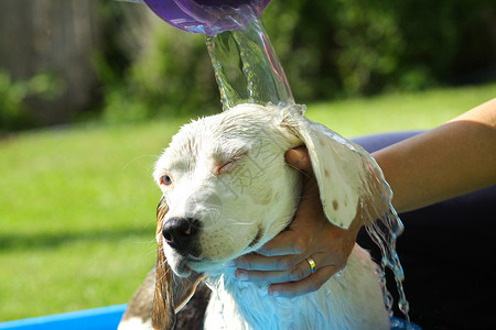 比格犬夏天洗澡图片