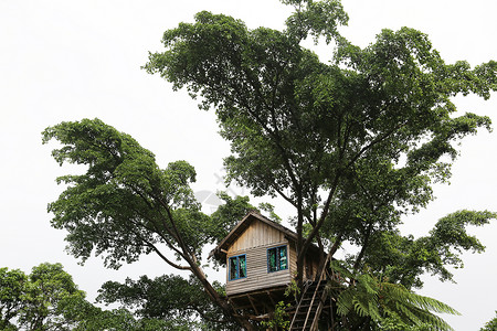 树屋瓦努阿图景观图片