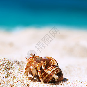 塞舌尔海滩上的寄居蟹图片