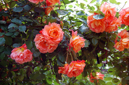 春天花园里美丽的玫瑰图片