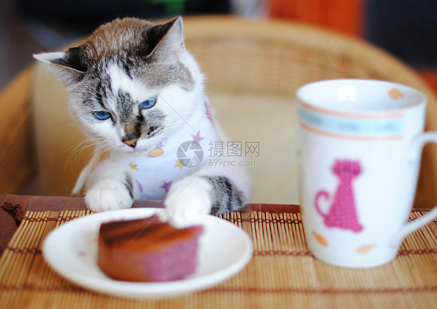 蓝眼睛的猫在桌边吃蛋糕图片