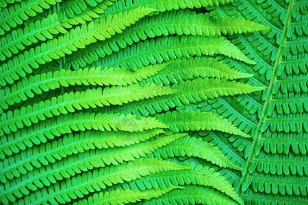 蕨类植物的鲜绿色叶子作为背景图片