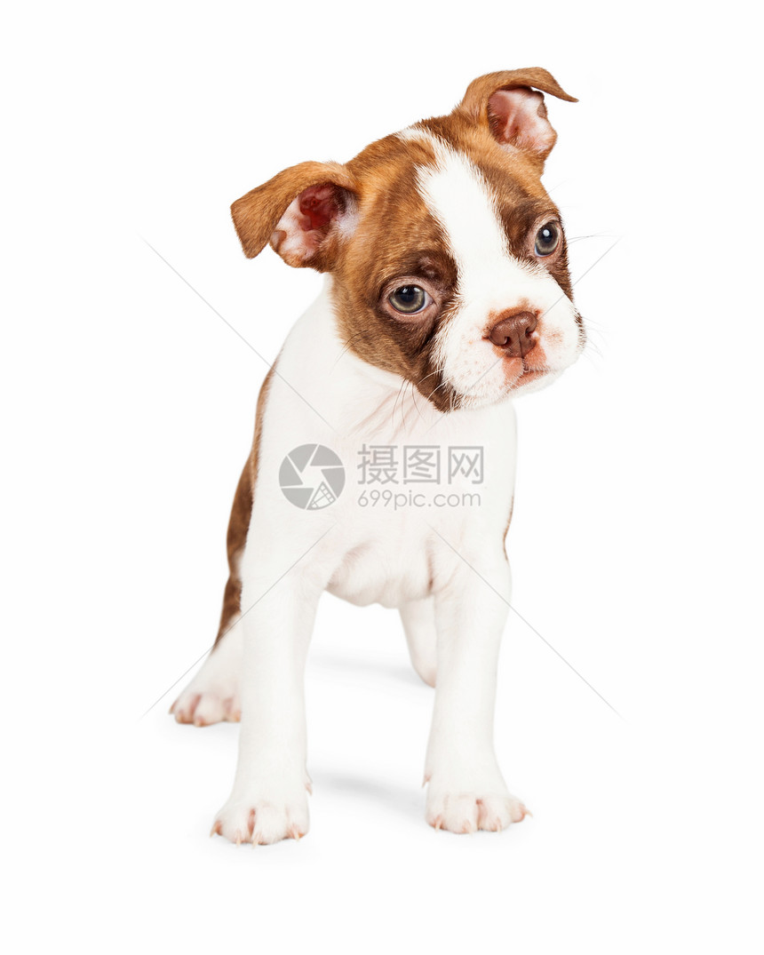 可爱的七周老波士顿Terrier小狗站立将头部倾斜到白背图片