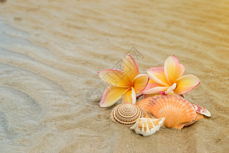 沙滩上的freangipan背景图片
