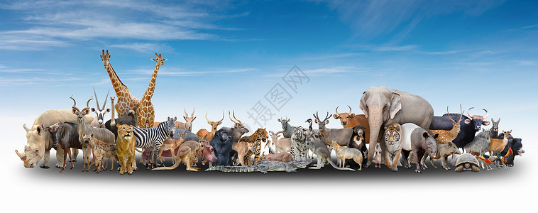 世界动物与蓝天图片