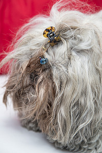 严肃的宠物狗肖像红色背景的毛图片