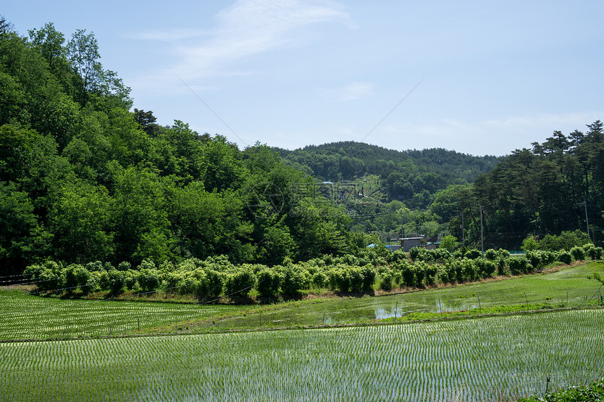 小稻田环绕着山丘和山丘在黑洞帮派原图片