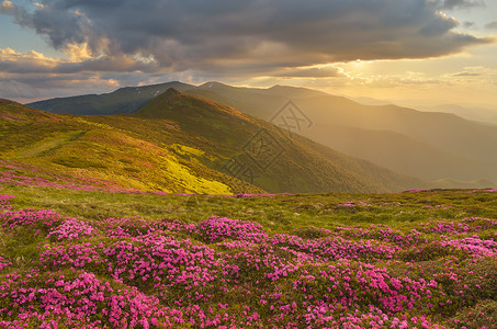 山地风景与太阳的神奇光芒花朵罗多登图片