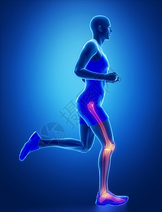 有腿关节解剖学的跑步者图片