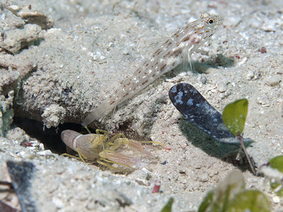 菲利平群岛金砂虾尾鱼和Djeddah捕虾波霍尔背景图片