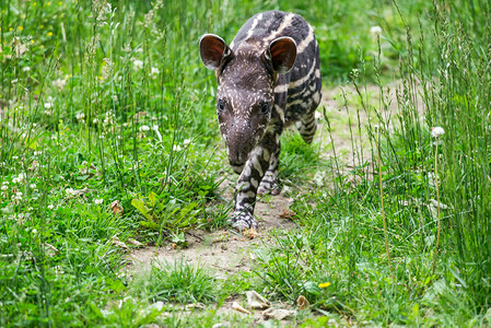 南美濒危龙头Tapirus图片