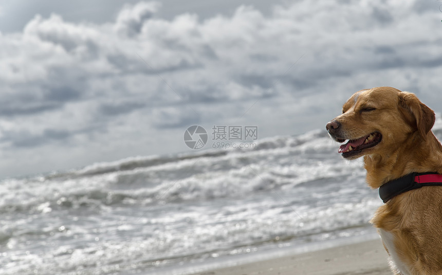 狗在海滩上放松的景色图片