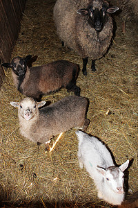 羊站在牛棚内的摊位上高清图片