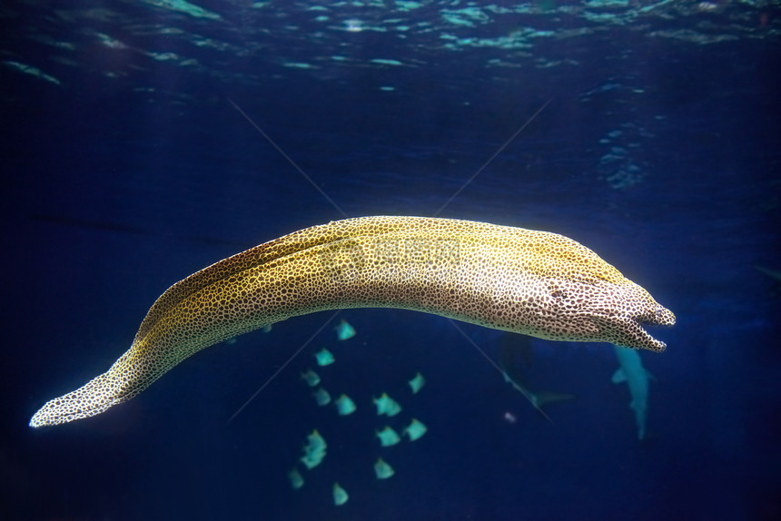 莫赖穆雷埃纳鱼Gymnothoraxfavaginieus在水下狩图片