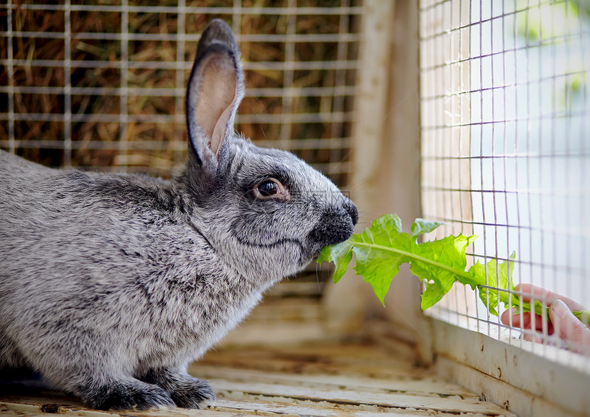 笼子里的灰兔吃蒲公英的叶子图片
