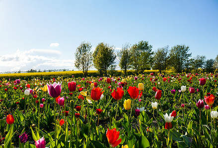 春时的郁金香田彩色花朵背景中图片