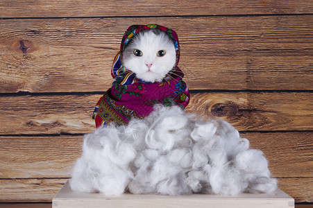 有围巾的猫卖他的羊毛图片
