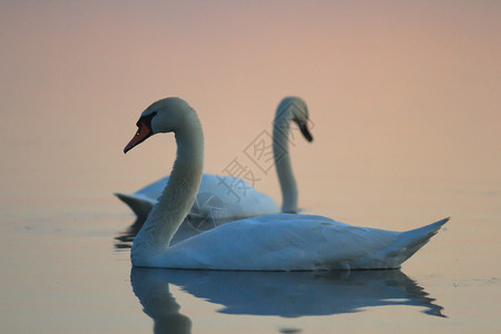 阳光明媚的白天鹅在湖水上天鹅在池塘图片