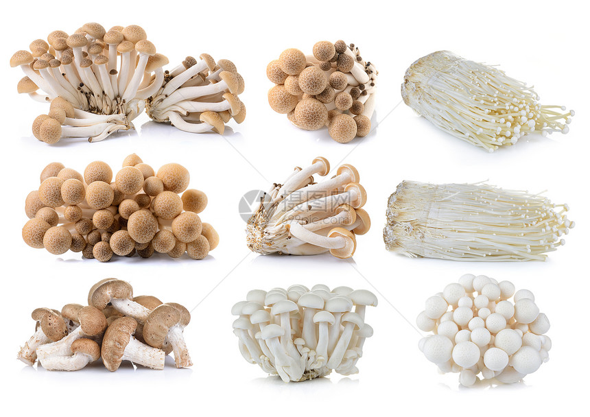 棕色山毛榉蘑菇图片