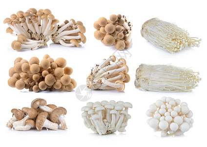 棕色山毛榉蘑菇图片