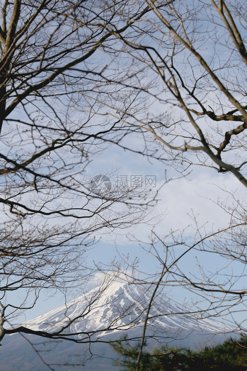 树的枝条和富士山的光华图片